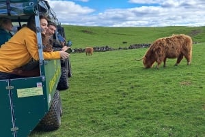 Glasgow: Highland Cow Trailer Tour with home baking