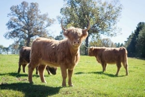 Glasgow Shore Excursion: - Loch Lomond - Stirling Castle