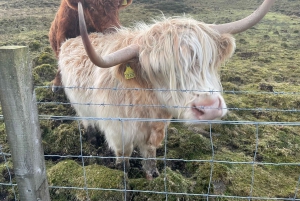 Greenock: Excursão ao Parque Nacional Loch Lomond & The Trossachs