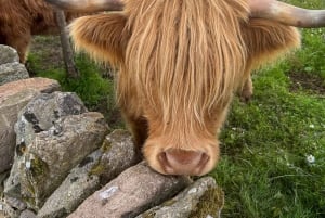 Loch Lomond, Stirling Castle og Kelpies: Privat tur