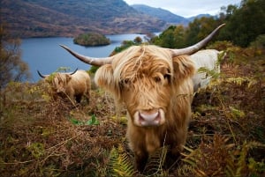 Tour particular pelas Highlands, Lochs & Castles saindo de Stirling