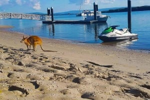 2,5-tuntinen Ultimate Jet Ski Safari North Stradbroke Islandilla