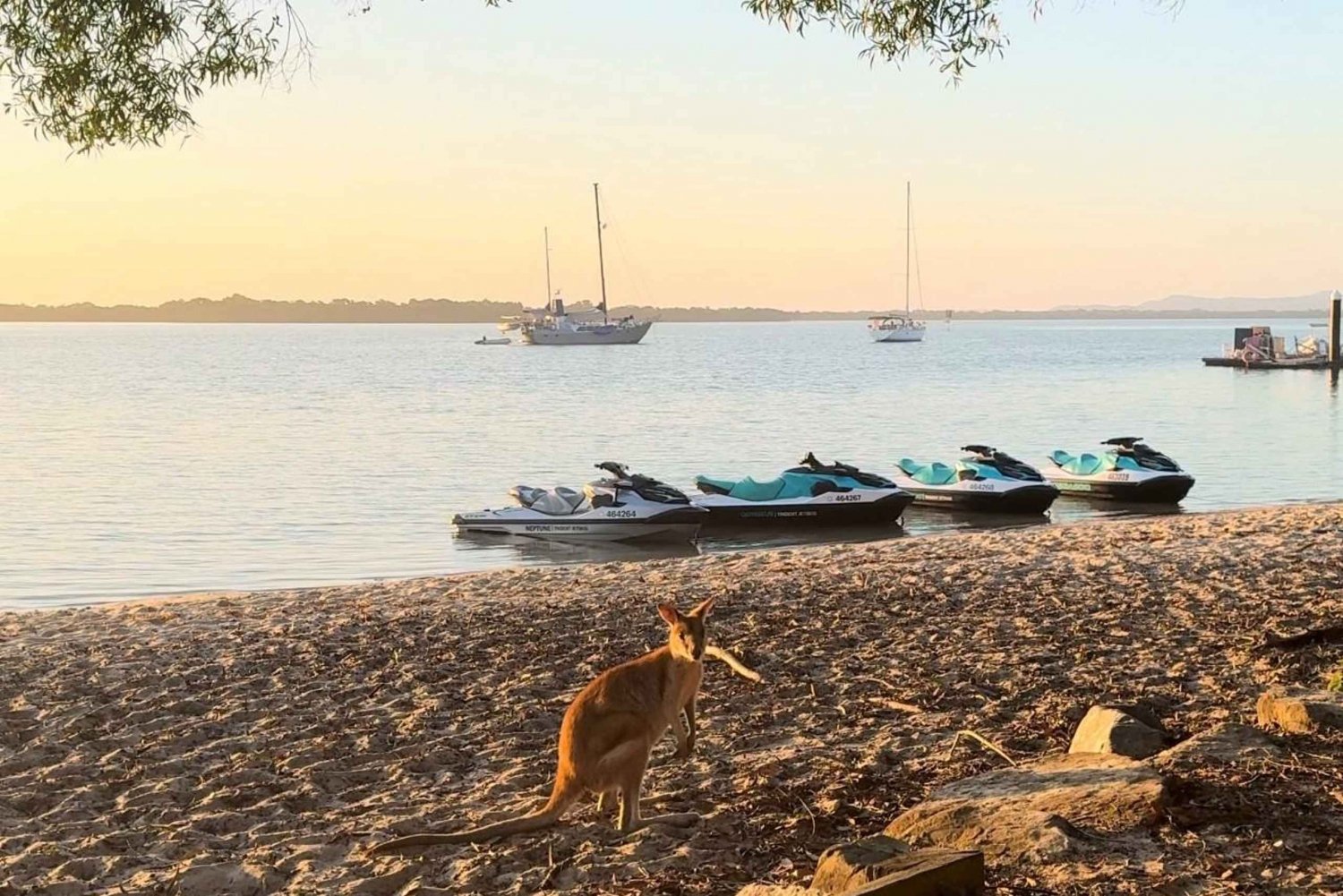 From Gold Coast: South Stradbroke Island Jetski Tour