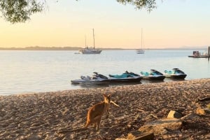 Dalla Gold Coast: Tour in moto d'acqua dell'Isola di South Stradbroke