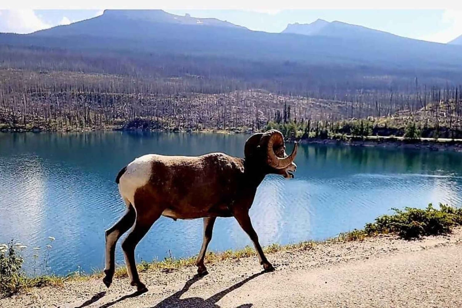 Boka en privat tur till Banff-Yoho-Kootenay & Jasper Parks