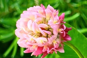 Reserva un tour privado para los parques Banff, Yoho, Kootenay y Jasper