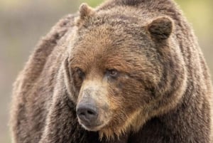 Reserva un tour privado para los parques Banff, Yoho, Kootenay y Jasper