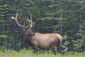 Boka en privat tur till Banff-Yoho-Kootenay & Jasper Parks