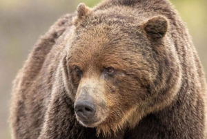 Boka en privat tur till Banff-Yoho-Kootenay & Jasper Parks