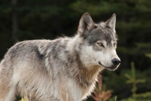 Boka en privat tur till Banff-Yoho-Kootenay & Jasper Parks