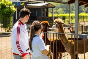 Brisbane: lot balonem na ogrzane powietrze ze śniadaniem w winnicy