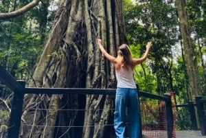 Brisbane: Natural Bridge, Glow worms & Magic Sky View