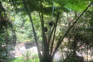 Brisbane: Springbrook og Mt Tamborine Glow Worm og Skywalk