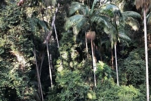Brisbane: tour di un giorno della foresta pluviale di Springbrook e Mt Tamborine