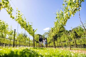 Brisbane: Vinsmaking - Hop on Hop off-tur til Mount Tamborine