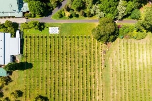 Brisbane: Wine Tasting - Hop on Hop off Tour to Mt Tamborine
