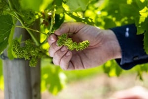 Brisbane: Winery Tour with Tastings and 2-Course Lunch