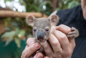 Currumbin Wildlife Sanctuary Ticket & VIP Koala Experience