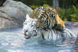 Dreamworld Theme Park 1-Day Ticket