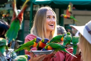 Комбинированный билет в заповедник дикой природы Куррамбин и TreeTop Challenge