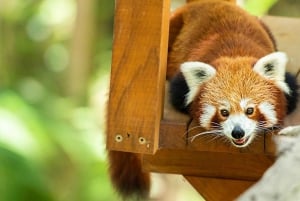 Комбинированный билет в заповедник дикой природы Куррамбин и TreeTop Challenge