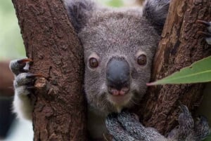 Комбинированный билет в заповедник дикой природы Куррамбин и TreeTop Challenge