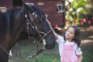 Diversión en familia con caballos peruanos de paso: Montar, alimentar y estrechar lazos