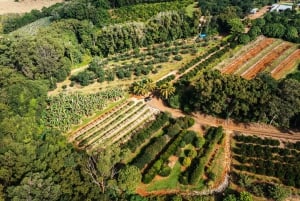 Côte d'or : Visite du monde des fruits tropicaux à bord d'un train à tracteur