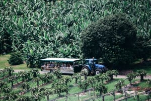 Gold Coast: Trooppisten hedelmien maailma Traktorijunakierros