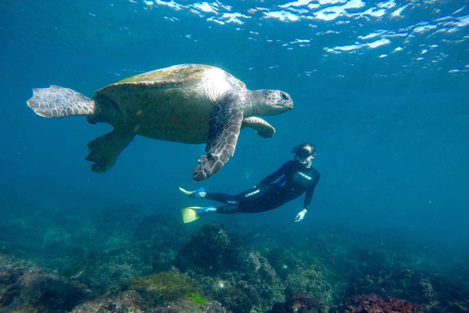 Fingal Head: Snorkel con tortugas marinas de la isla de Cook y traslados en barco