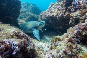 Fingal Head: Snorkeling delle tartarughe marine dell'isola di Cook e trasferimenti in barca