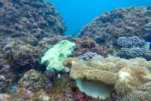Fingal Head: Snorkeling delle tartarughe marine dell'isola di Cook e trasferimenti in barca