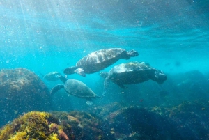 Fingal Head: Snorkeling delle tartarughe marine dell'isola di Cook e trasferimenti in barca