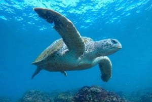 Fingal Head: Snorkeling delle tartarughe marine dell'isola di Cook e trasferimenti in barca