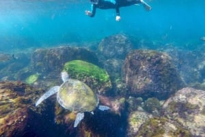 Fingal Head: Snorkeling delle tartarughe marine dell'isola di Cook e trasferimenti in barca