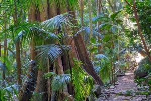 De Brisbane: Excursão a Tamborine Mountain e Paradise Point