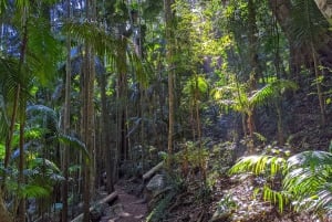 Desde Brisbane: Excursión a la Montaña Tamborine y Paradise Point