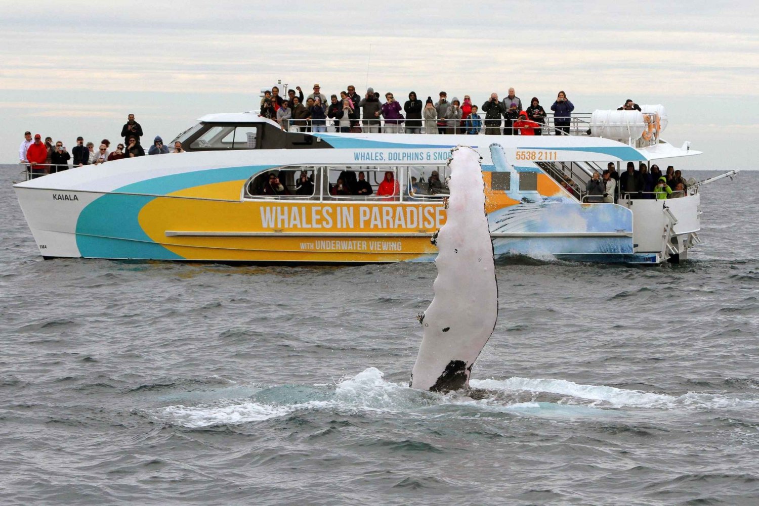 Vanuit Surfers Paradise: Halve dag walvissen spotten aan de Gold Coast