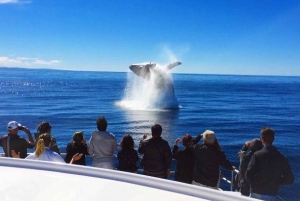 De Surfers Paradise: observação de baleias de meio dia na Gold Coast