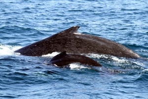 Depuis Surfers Paradise : Demi-journée d'observation des baleines sur la Gold Coast
