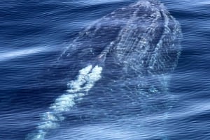 Desde Surfers Paradise Observación de ballenas de medio día en la Costa Dorada