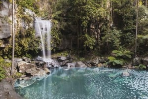 Vom Gold Coast Hop-On/Hop-Off-Bus zum Tamborine Mountain