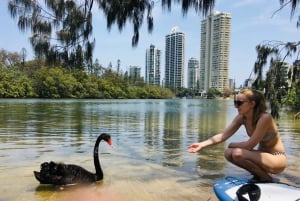 Gold Coast: 1-Hour Standup Paddleboarding Lesson & Photos