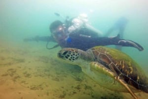 Gold Coast: 3-Day PADI Open Water Course