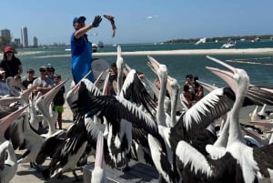 Excursão VIP à Costa de Ouro e às cervejarias artesanais a partir de Brisbane