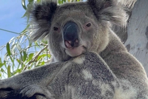 Gold Coast & Brisbane Island Scenic Flight & 4WD Day Tour