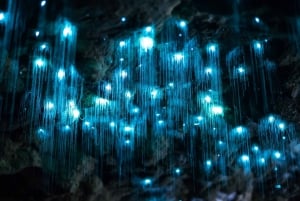 Gold Coast: Daytime Glow Worm Caves og hop-on-hop-off-tur