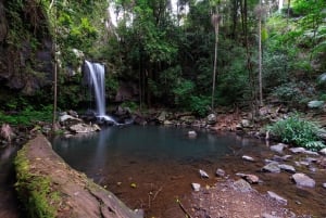 Costa Dorada: Experiencia nocturna en la selva tropical y con lombrices incandescentes