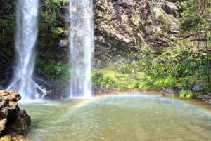 Gold Coast: świetliki, las deszczowy i wodospad – spacer w dzień lub w nocy