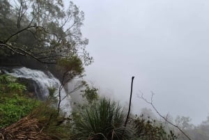 Gold Coast: świetliki, las deszczowy i wodospad – spacer w dzień lub w nocy